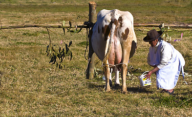 Image showing Peru cow milking