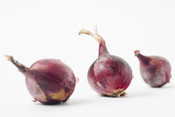 Image showing Onion