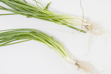 Image showing Spring Onions