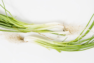 Image showing Spring Onions