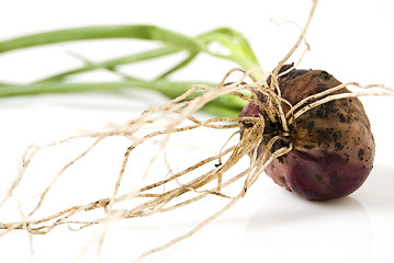 Image showing Onion