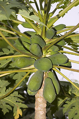 Image showing Green Papaya
