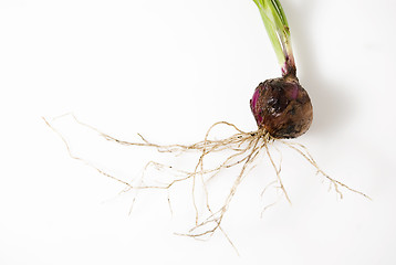 Image showing Onion