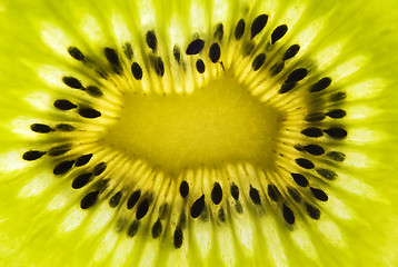 Image showing Kiwi