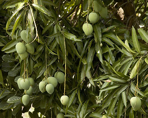 Image showing Mangoes