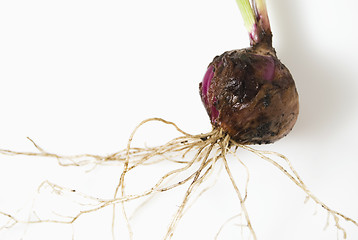 Image showing Onion