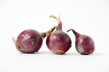 Image showing Onion