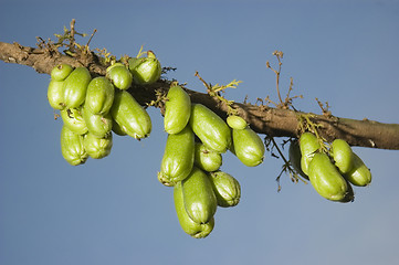 Image showing Bilimbi