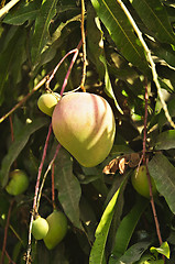 Image showing Mango Fruits