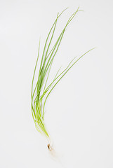 Image showing Spring Onions