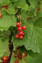 Image showing Red currant