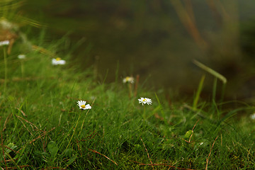 Image showing Small white daisy