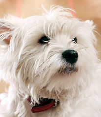 Image showing White puppy