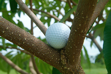 Image showing Golf ball in tre