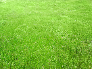 Image showing green grass meadow