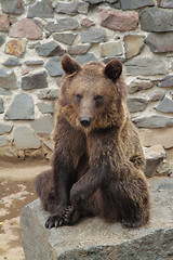 Image showing Brown bear in zoo