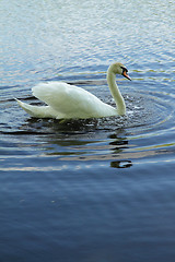 Image showing White swan