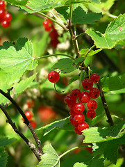 Image showing red currants