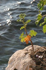 Image showing Flower against blue water background