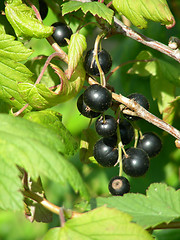 Image showing black currants