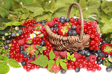 Image showing Berries