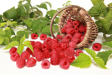 Image showing Raspberries