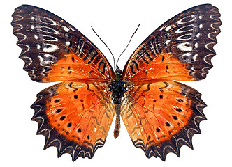 Image showing  butterfly isolated    