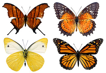 Image showing Some various butterflies isolated on white