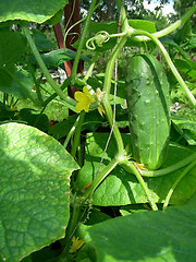 Image showing cucumber