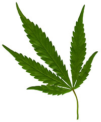 Image showing hemp isolated 