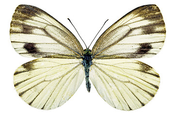 Image showing butterfly isolated    