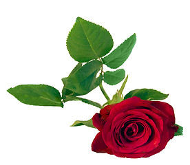 Image showing  red rose isoalted