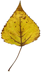 Image showing  leaf of  poplar isolated