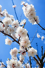 Image showing apricot bloom.