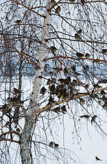 Image showing A flock of sparrows