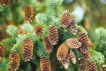 Image showing Spruce cones