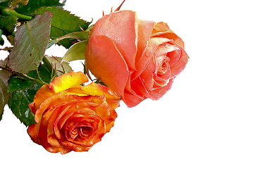 Image showing roses