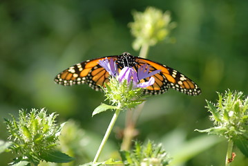 Image showing Monarch butterfly