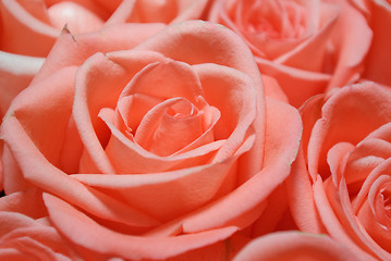 Image showing roses