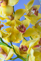 Image showing yellow orchid