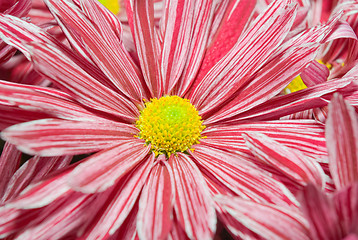 Image showing Pink Chrysanthemum