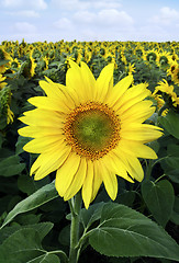 Image showing Closeup of a yellow sunflowers