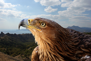 Image showing golden eagle