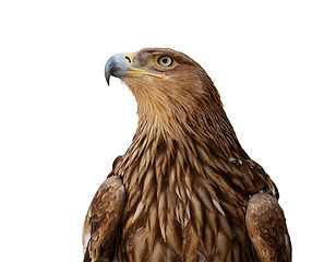 Image showing golden eagle
