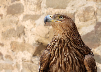 Image showing eagle