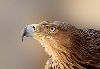 Image showing golden eagle head 
