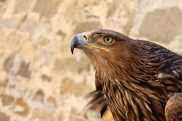 Image showing golden eagle