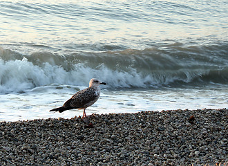 Image showing gull