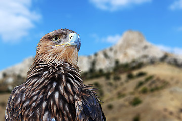 Image showing golden eagle