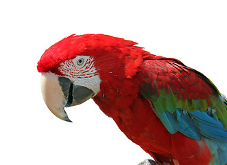 Image showing macaw